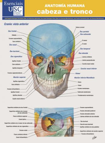 Cuberta para Anatomía humana: cabeza e tronco