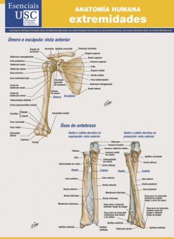 Cuberta para Anatomía humana: extremidades