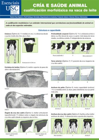 Cuberta para Cría e saúde animal: cualificación morfolóxica na vaca de leite