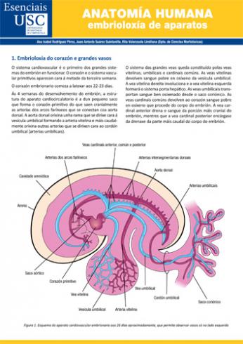 Cuberta para Anatomía humana: embrioloxía de aparatos